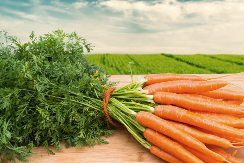 Морковь: польза и вред для организма человека