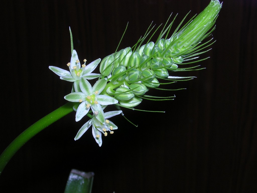 Растение китайский лук фото и применение