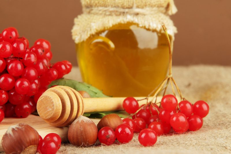 Калина с медом - полезные свойства и противопоказания