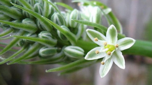 Индийский лук: лечебные полезные свойства и применение в народной медицине