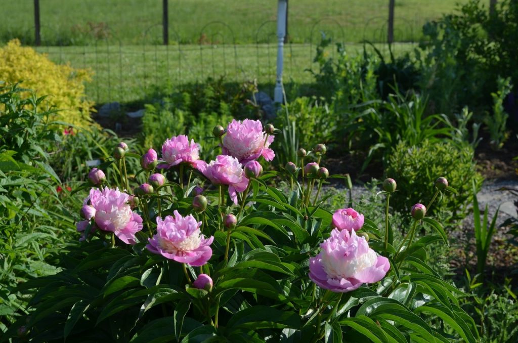 Пион Сорбет (Paeonia Sorbet): описание, посадка, уход и выращивание