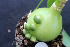 Индийский лук: лечебные полезные свойства и применение в народной медицине