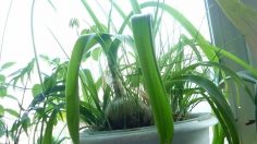 Индийский лук: лечебные полезные свойства и применение в народной медицине