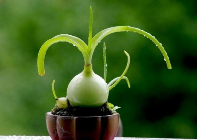 Индийский лук: лечебные полезные свойства и применение в народной медицине