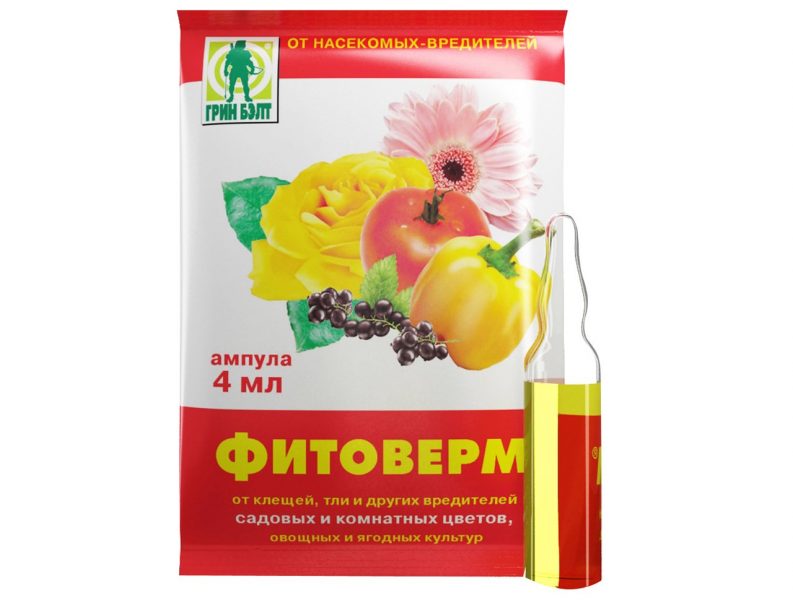 Бегония королевская: выращивание и уход в домашних условиях