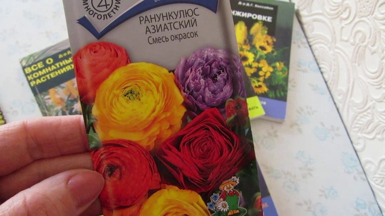 Ранункулюсы: посадка, выращивание и уход в открытом грунте и дома в горшке