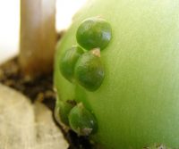 Индийский лук: лечебные полезные свойства и применение в народной медицине