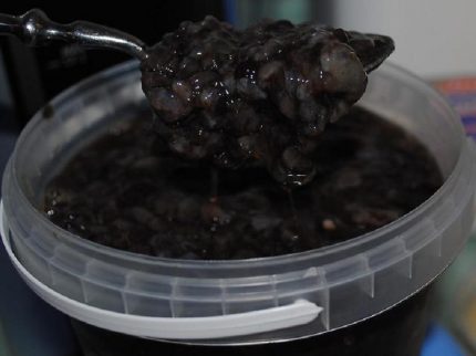 Трепанг на меду: от чего лечит и как правильно принимать?