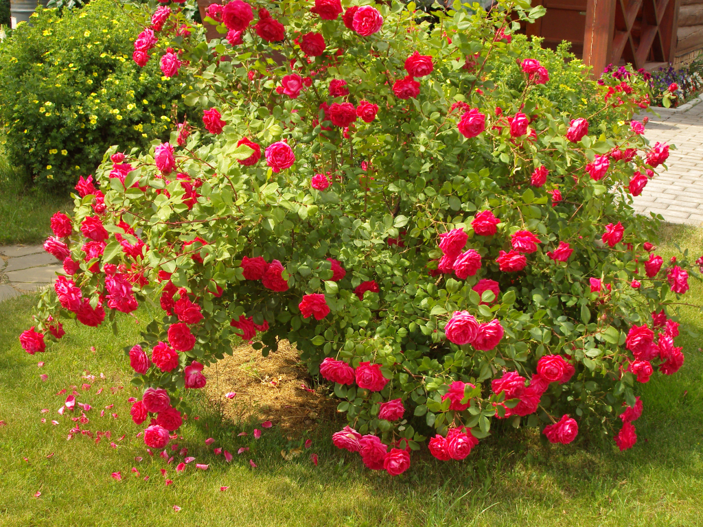 Роза парковая сорта фото и описание