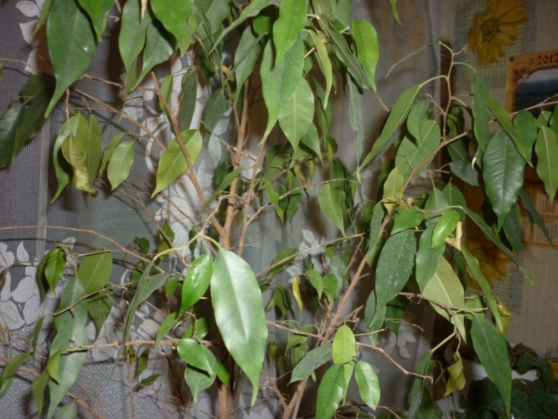 Почему могут желтеть и опадать листья у фикуса Бенджамина- болезни, вредители