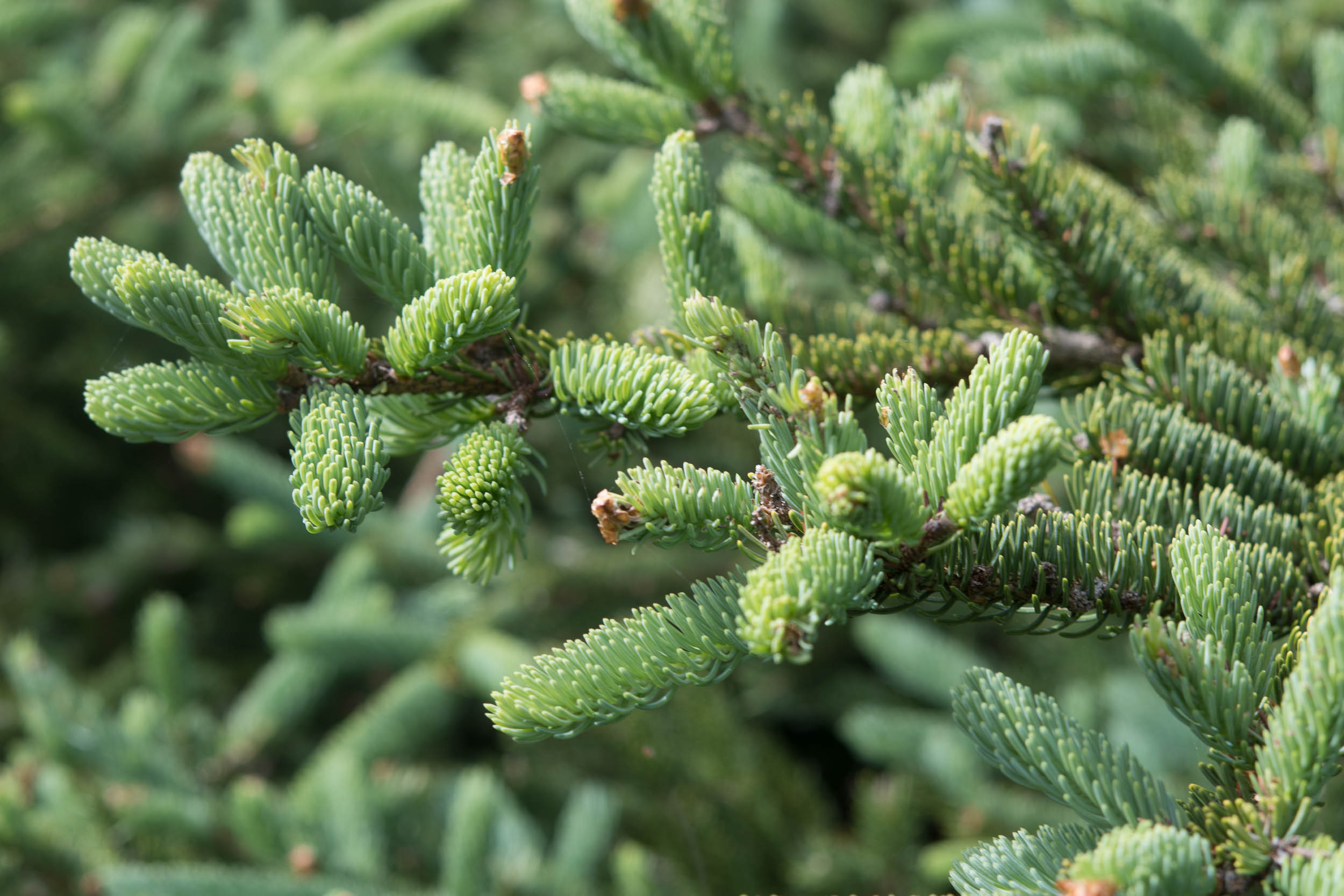 Пихта Сибирская Abies sibirica микростробилы