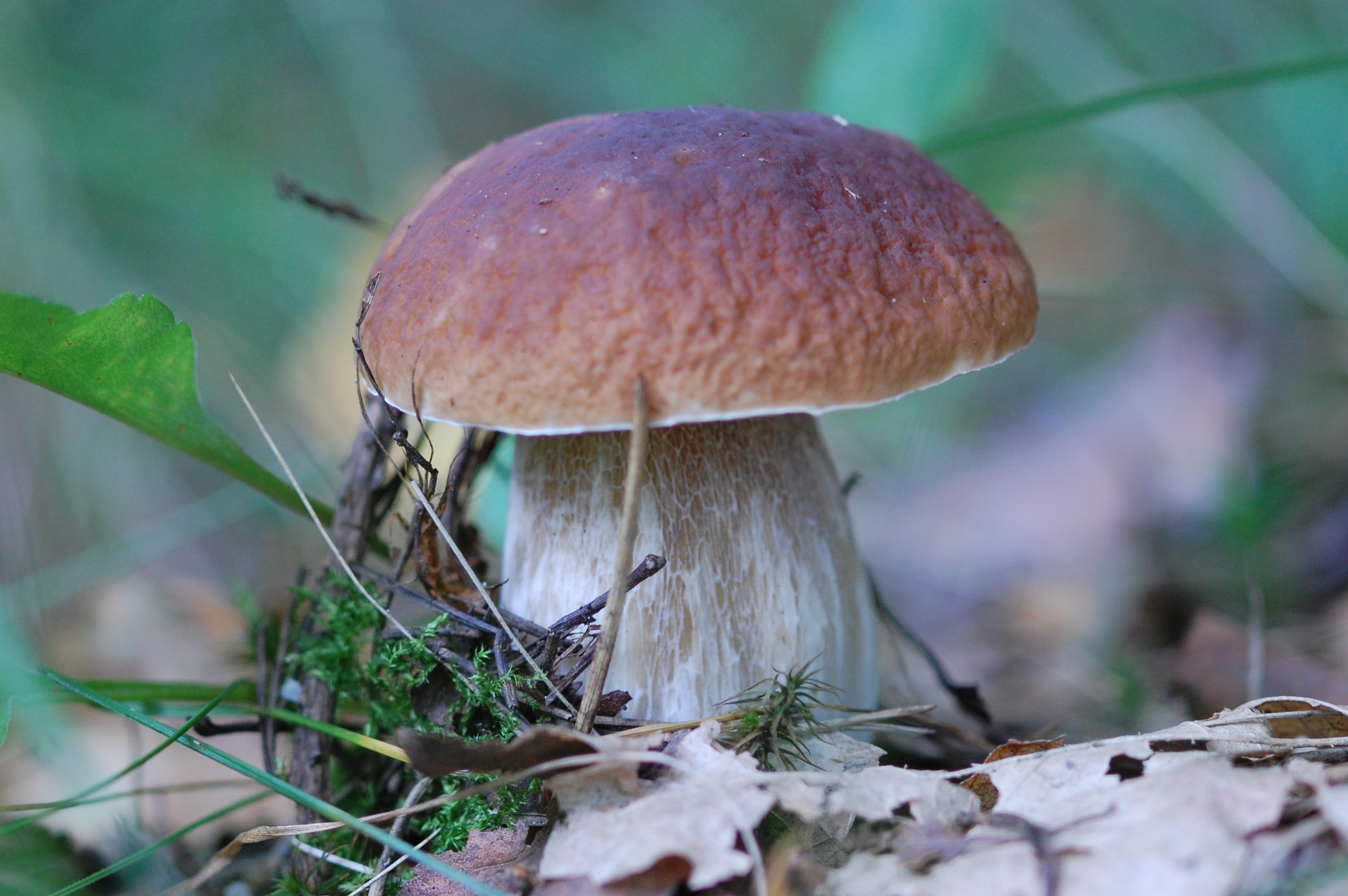 Белые гри. Ложный Боровик белый гриб. Boletus edulis – белый гриб. Боровик - белый гриб Боровик. Белый гриб Боровик фото.