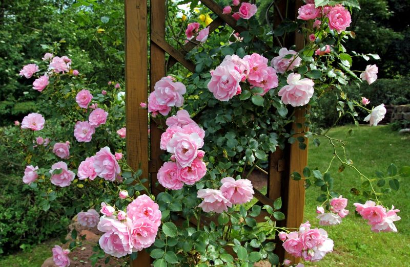Парковые розы лучшие сорта: посадка и уход
