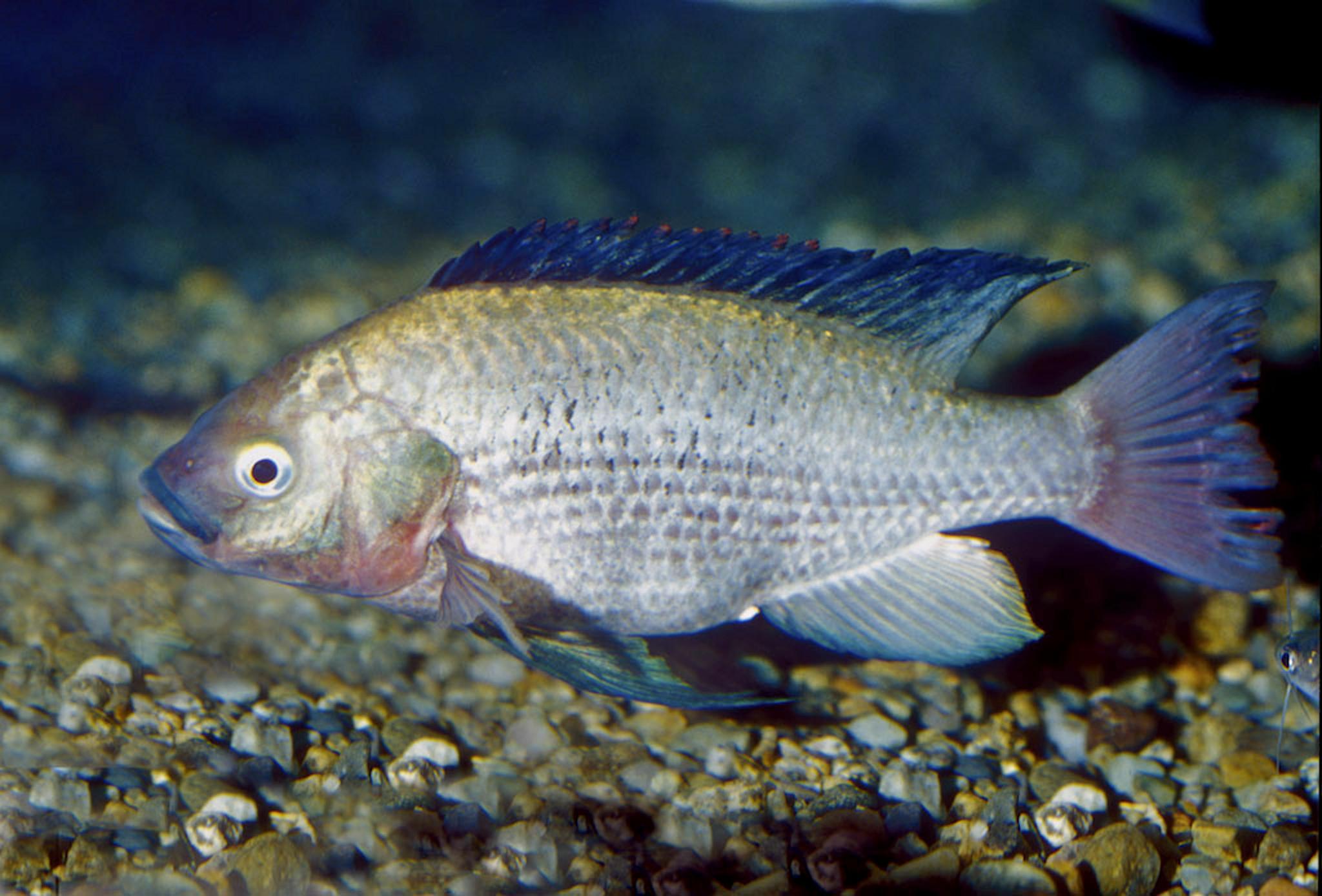 Сом рыба польза и вред рецепты приготовления с фото