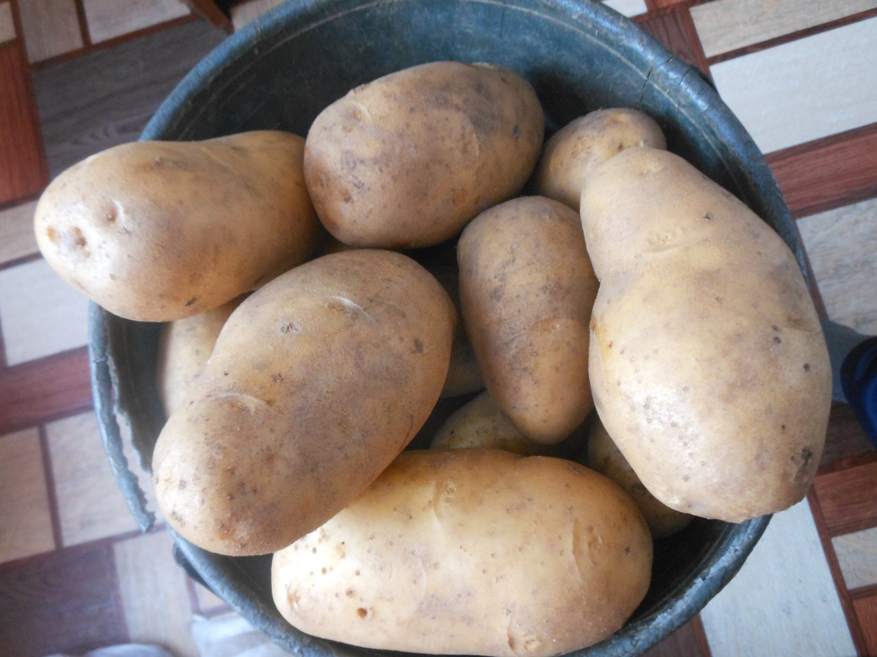 Красные сорта картофеля с белой мякотью фото и описание