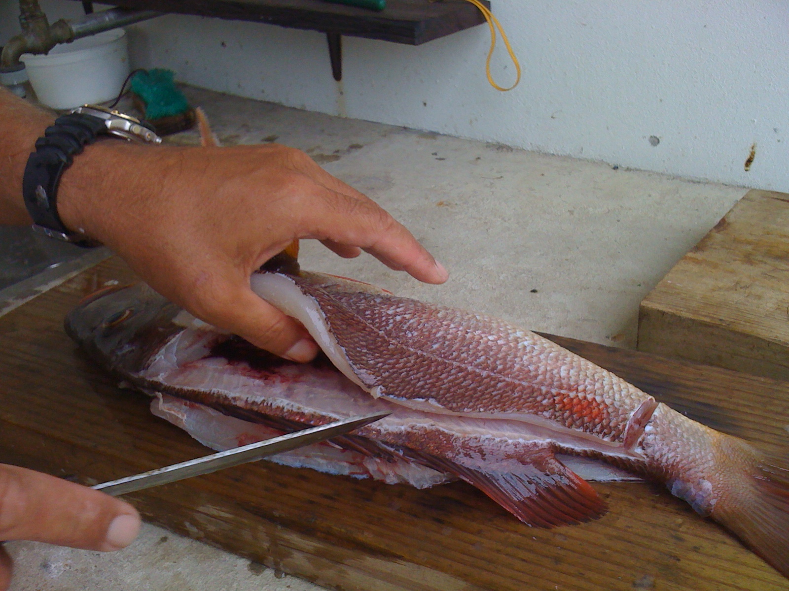 Какая должна быть рыба. Красноглазка рыба. Замороженная рыба красноглазка. Оттаивание рыбы. Размораживание рыбы.