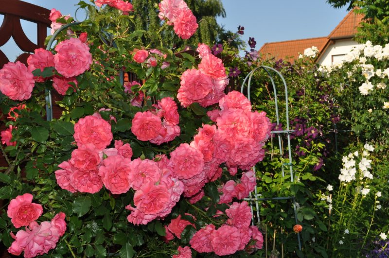 Парковые розы лучшие сорта: посадка и уход
