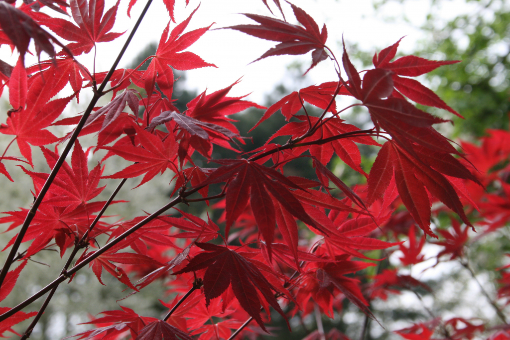 Клен японский дланевидный красный посадка и уход фото