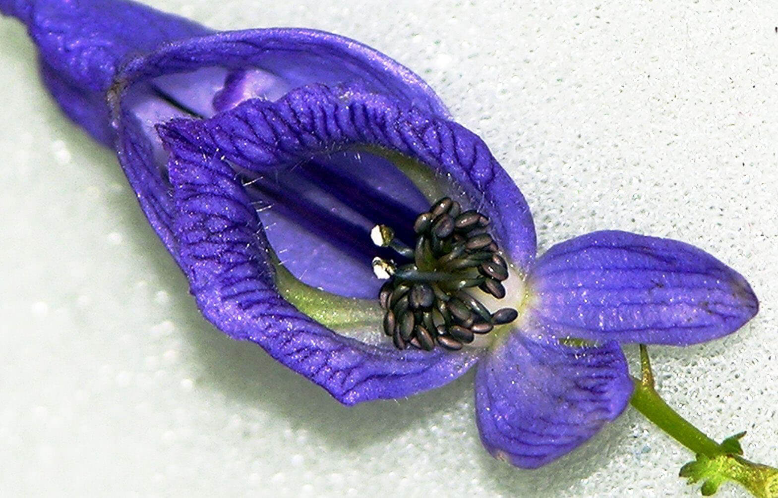 Цветок башмачок синий