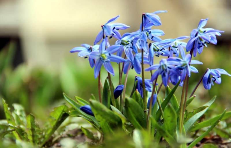 Все первые весенние цветы называются подснежниками. Каковы настоящие названия растений?