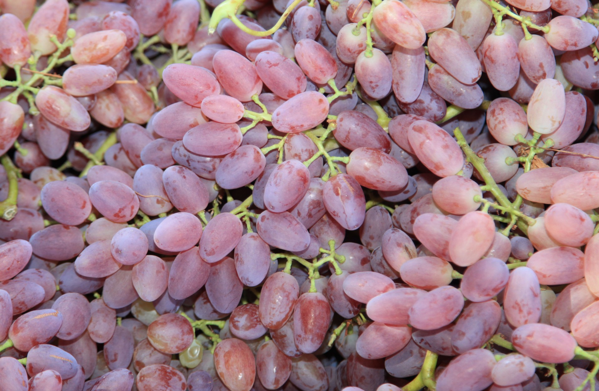 Сорт винограда кишмиш велес фото и описание