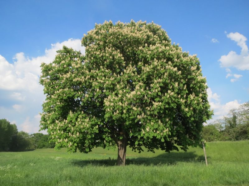 Каштановые деревья- как выглядит и как быстро растет, посадка и уход