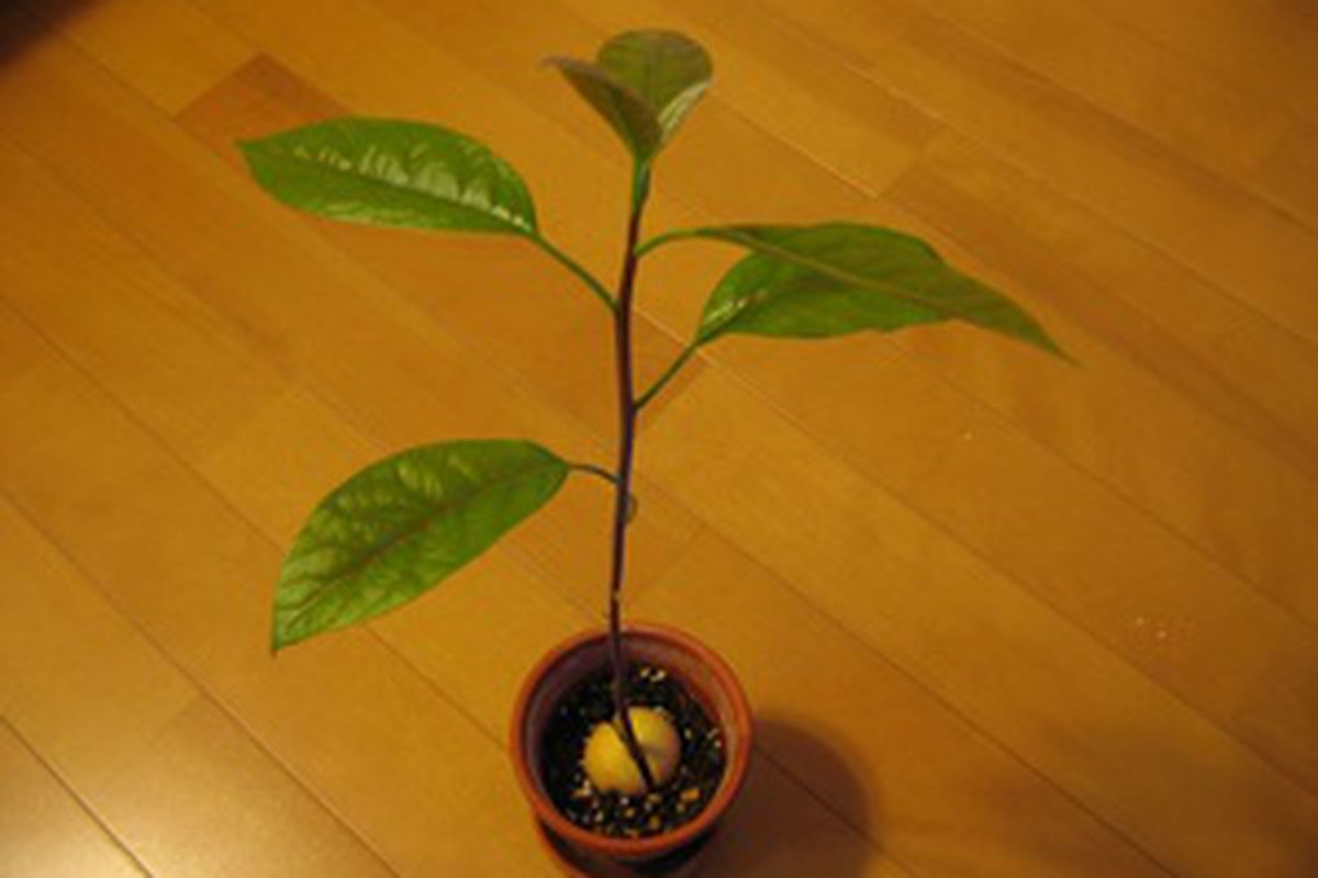 Фото авокадо выращенных в домашних условиях. Авокадо дерево. Сеянец авокадо. Авокадо цветок. Авокадо растение в горшке.