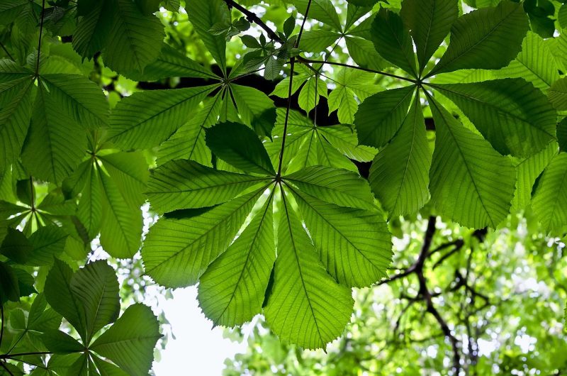 Каштановые деревья- как выглядит и как быстро растет, посадка и уход