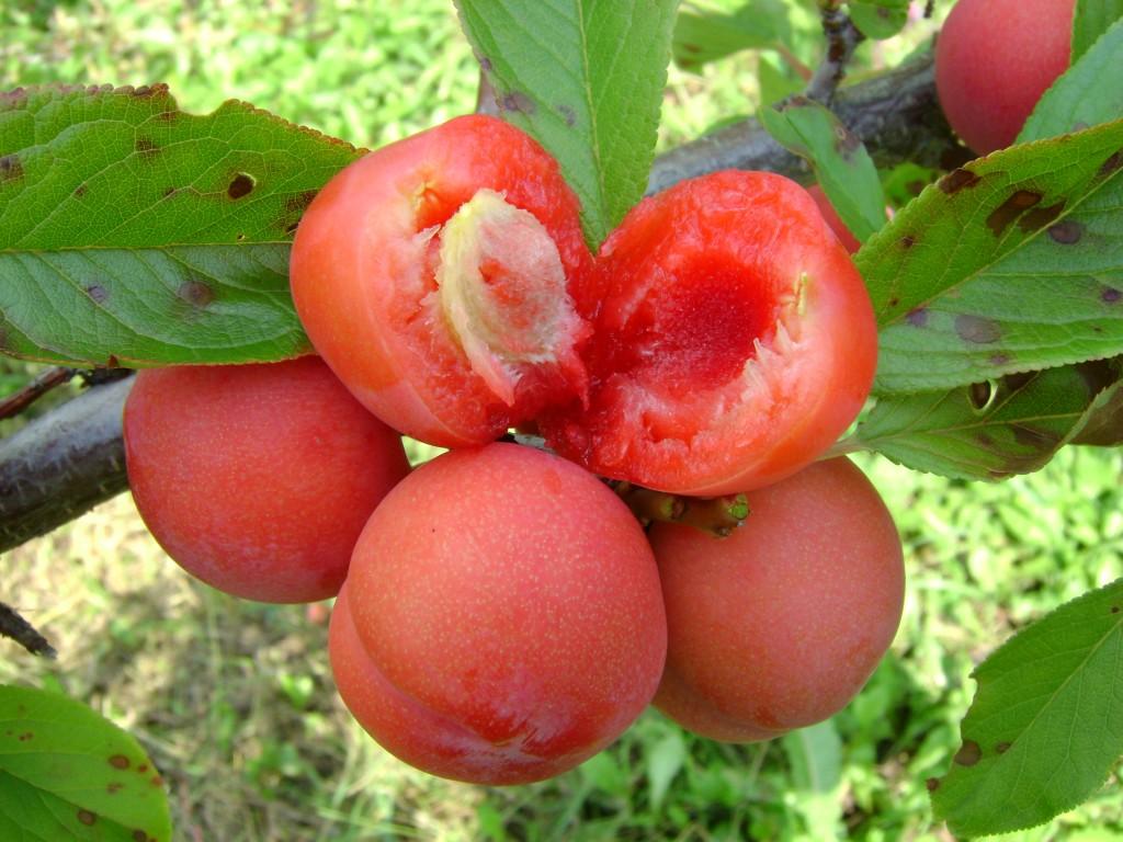 Сорт сливы аленушка фото и описание