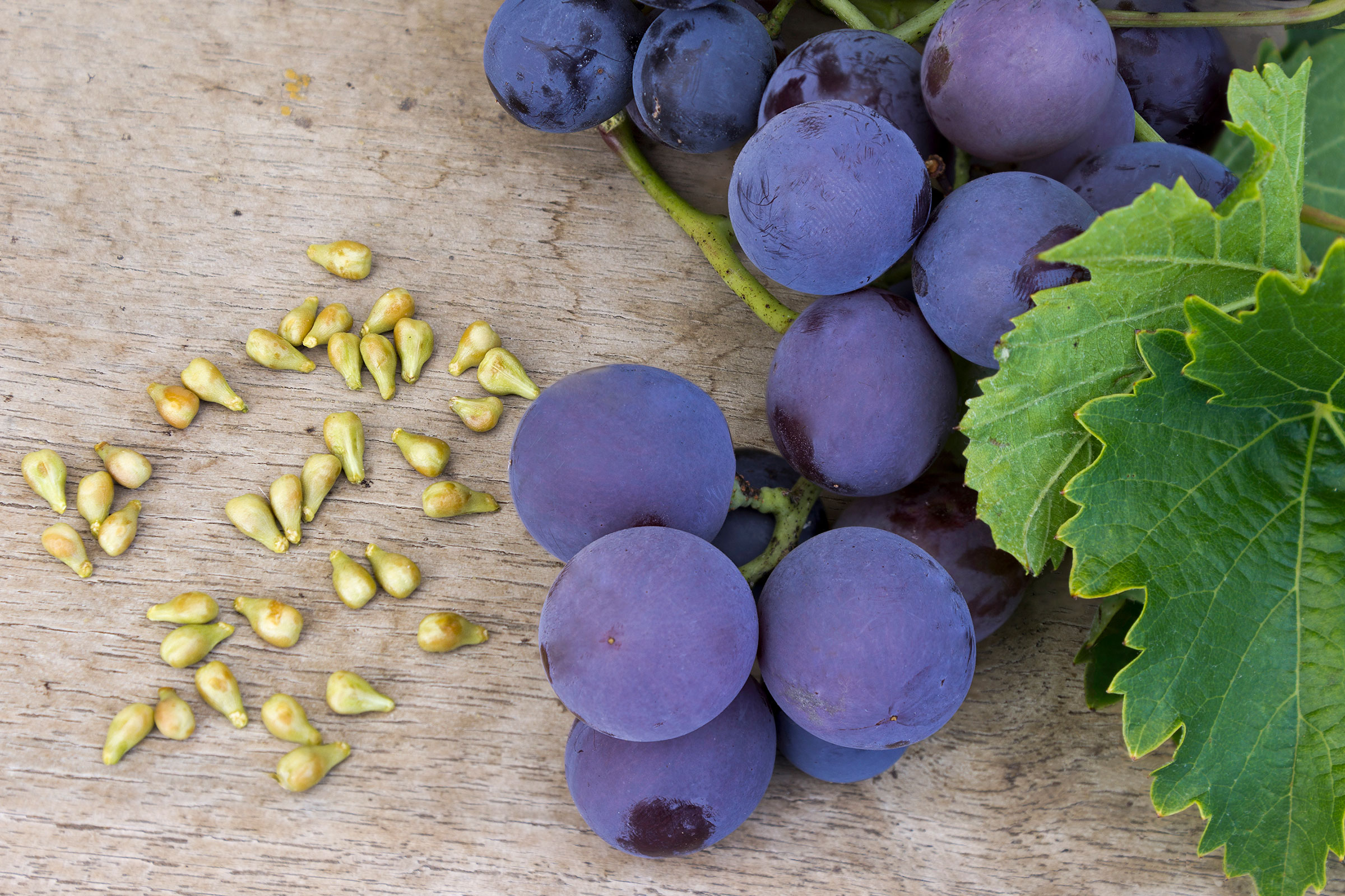 Image result for Почему полезно есть виноградные косточки
