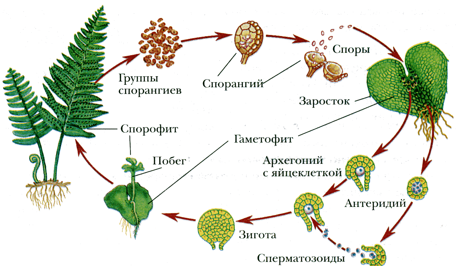 Цикл размножения папоротников