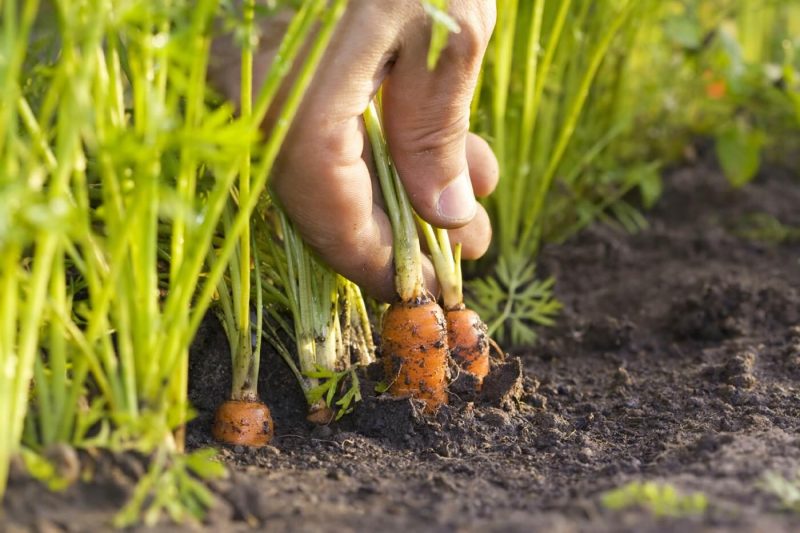Сроки посадки моркови в открытый грунт семенами осенью