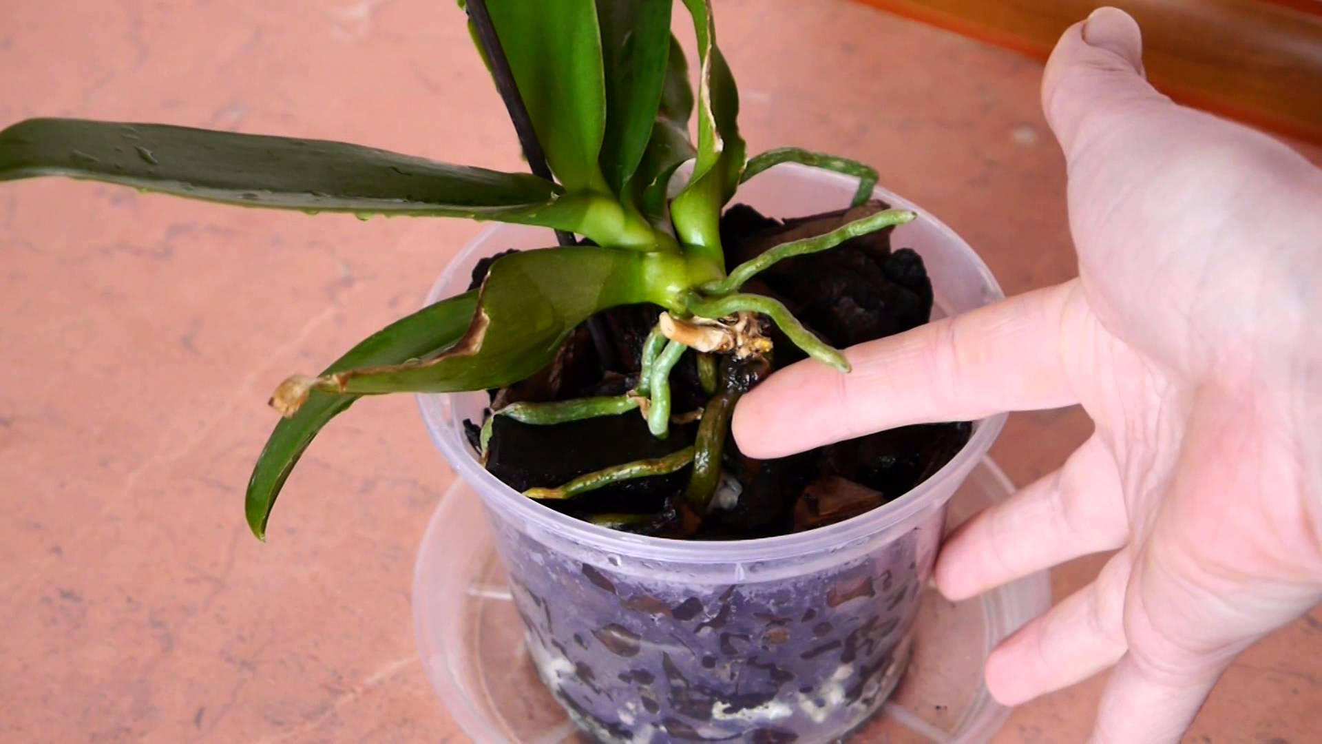 Как пересадить орхидею в домашних условиях в другой горшок с выросшими корнями пошагово с фото