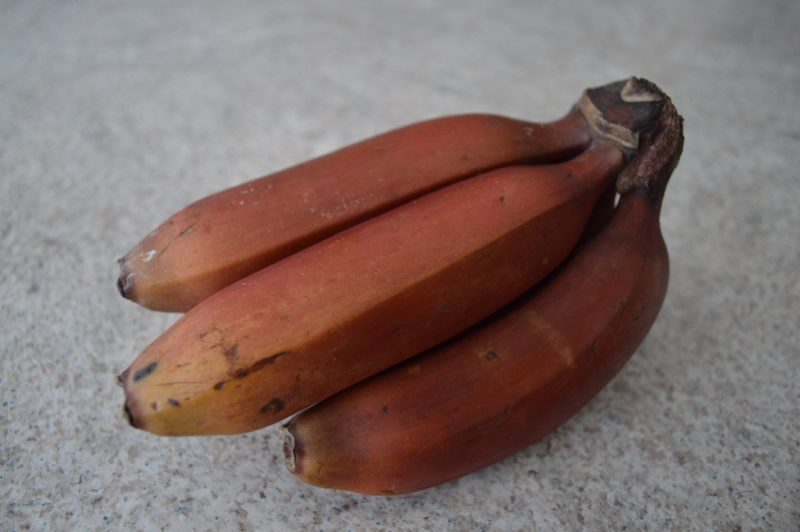Красные бананы- состав, польза, фото