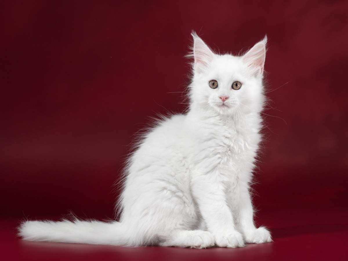 Белый мейкун. Белая кошка Мейн кун. Мейн кун белый котенок. Белые Мейн куны. Белый котенок Мейн куна.