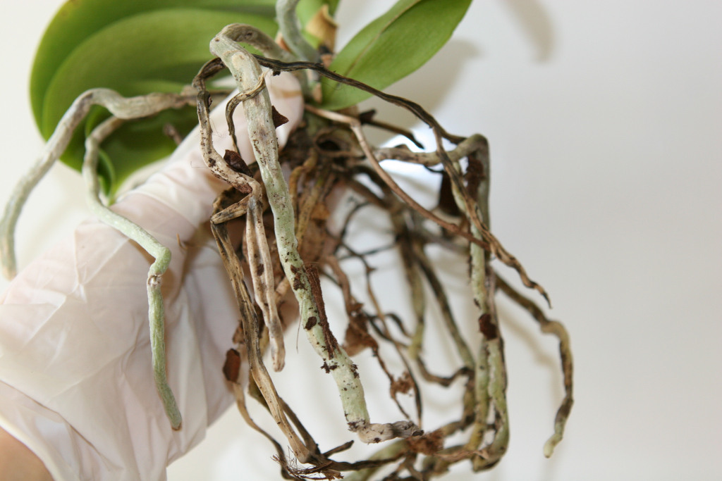 Шаги по реанимации орхидеи с гнилыми корнями