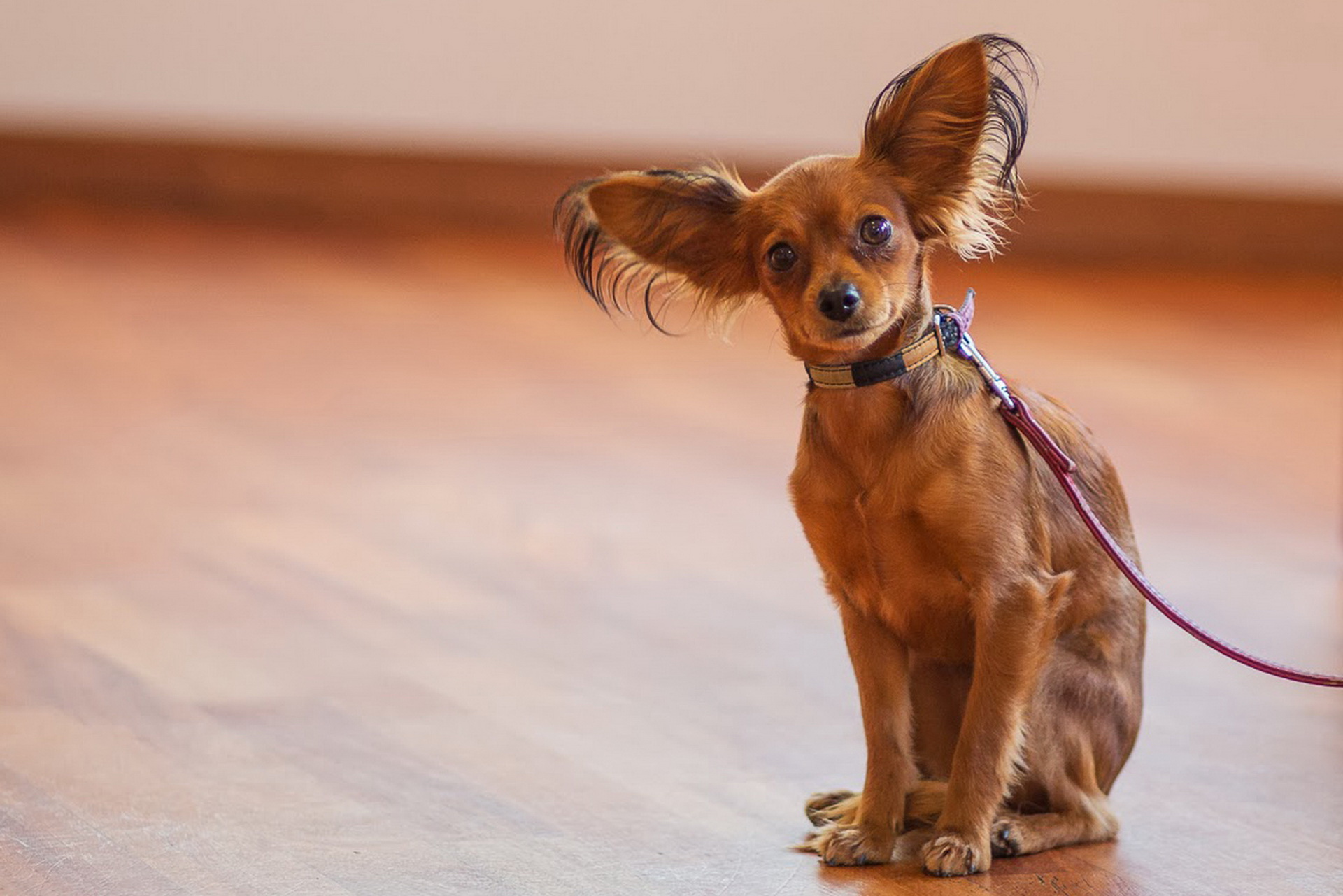 Фото маленьких собак с большими ушами