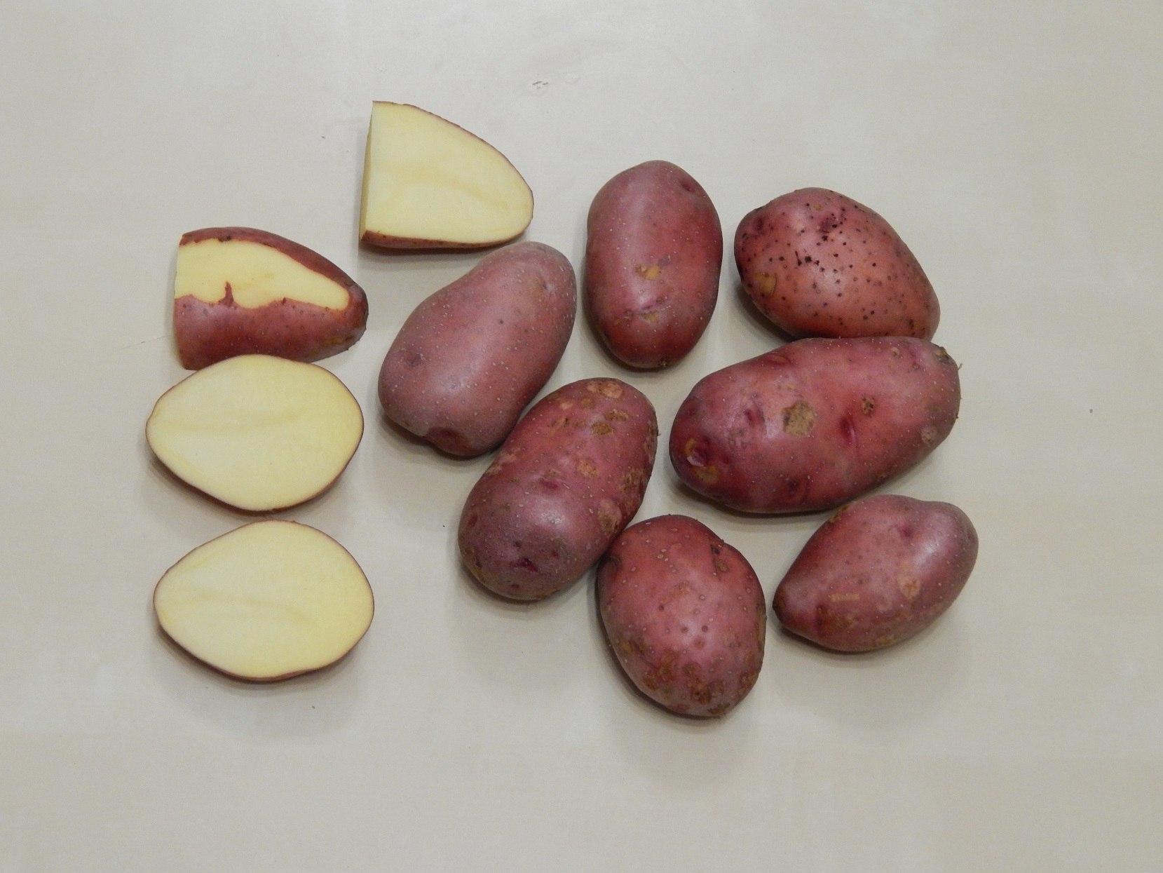 Какие ранние сорта картофеля. Сорт картофеля Журавинка. Сорт картофеля Беллароза. Сорт Беллароза.