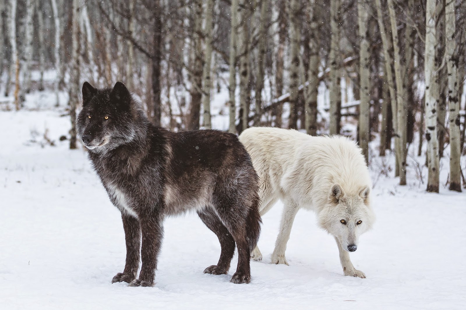 Родина дружелюбного волка. Волкособ гибрид волка. Волкособ вольфхунд. Волкособ канадский волк. Канадский волкособ вольфхунд.