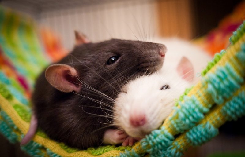 К Чему Снятся Крысы И Мыши? Сонник: Мыши, Крысы, Грызуны Во Сне