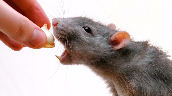 К чему снятся мыши крысы живые thumbnail