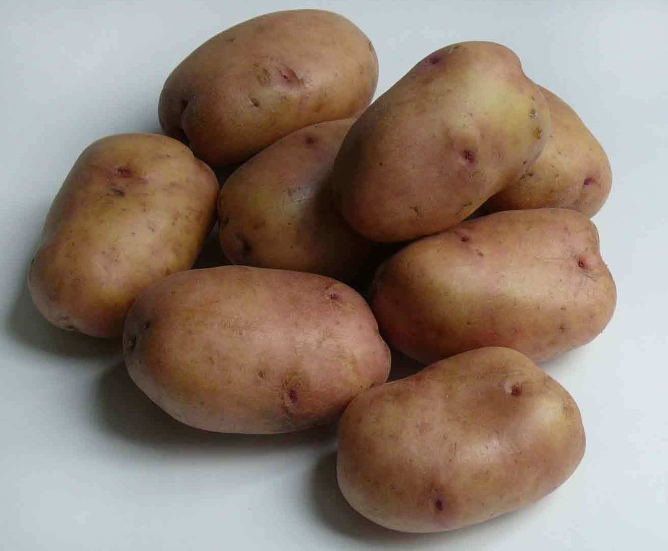 Ранний картофель характеристика отзывы. Картофель семенной Жуковский ранний. Картофель сорт красноглазка. Картофель семенной Беллароза.