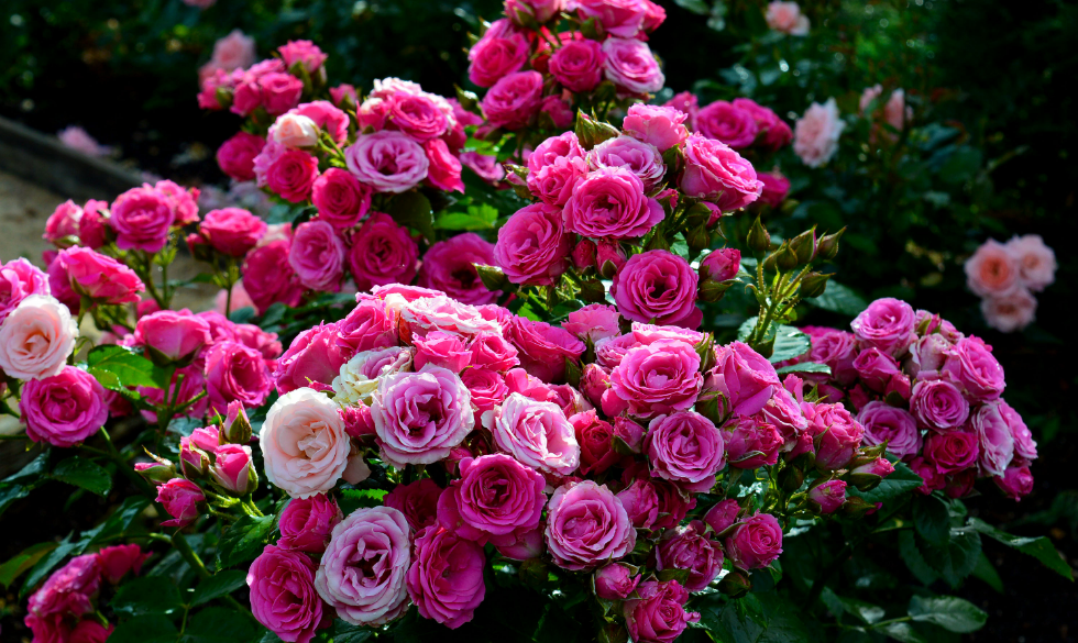 Розы Спрей Сорта Фото Описание