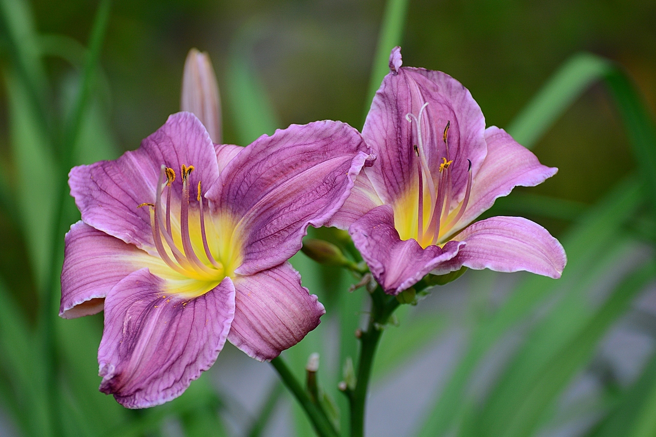 Хемерокалис цветок фото и описание сорта