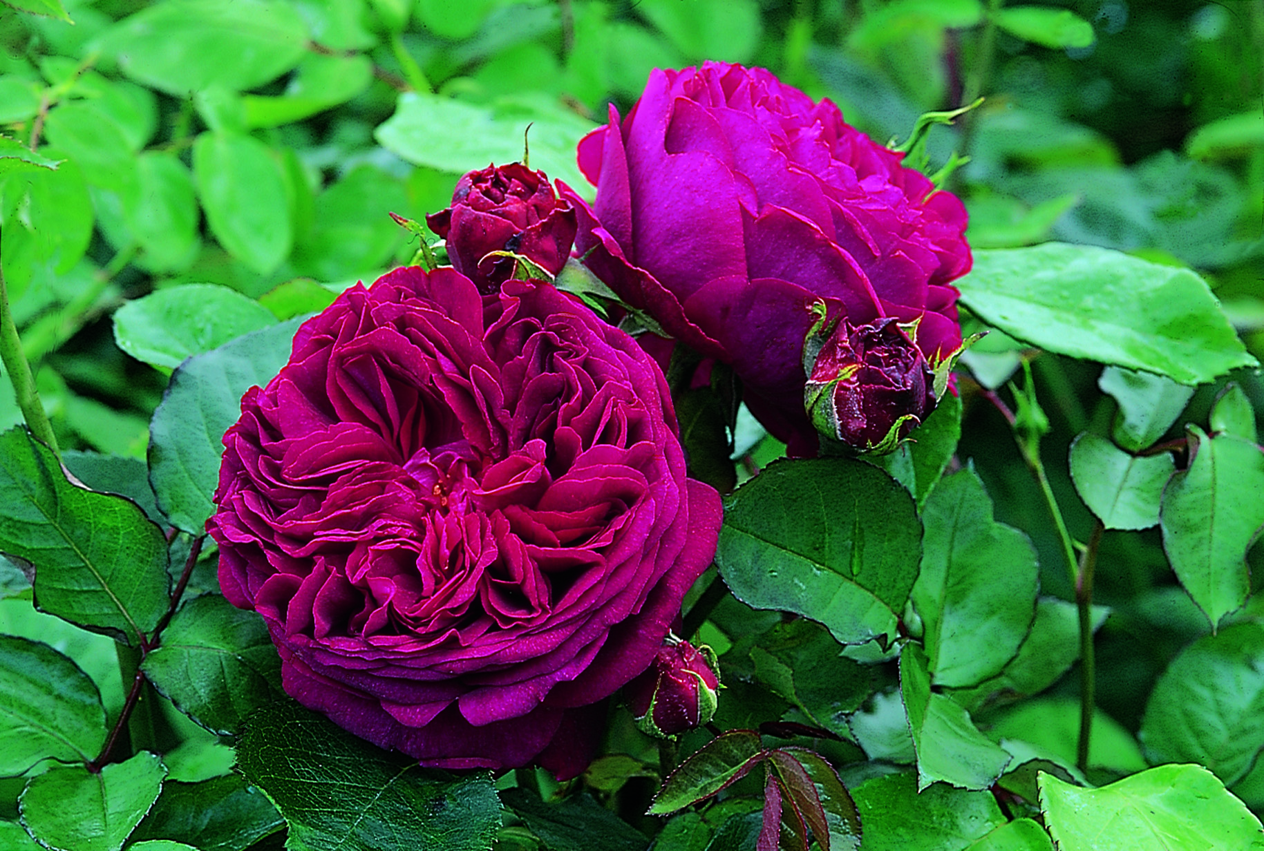 Английская роза фальстаф фото описание