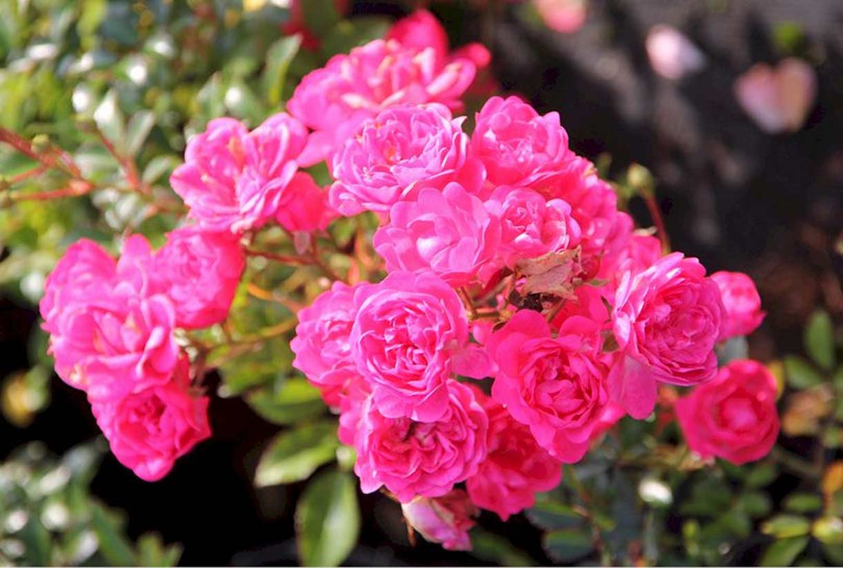 Почвопокровные Розы Сорта Фото С Названиями