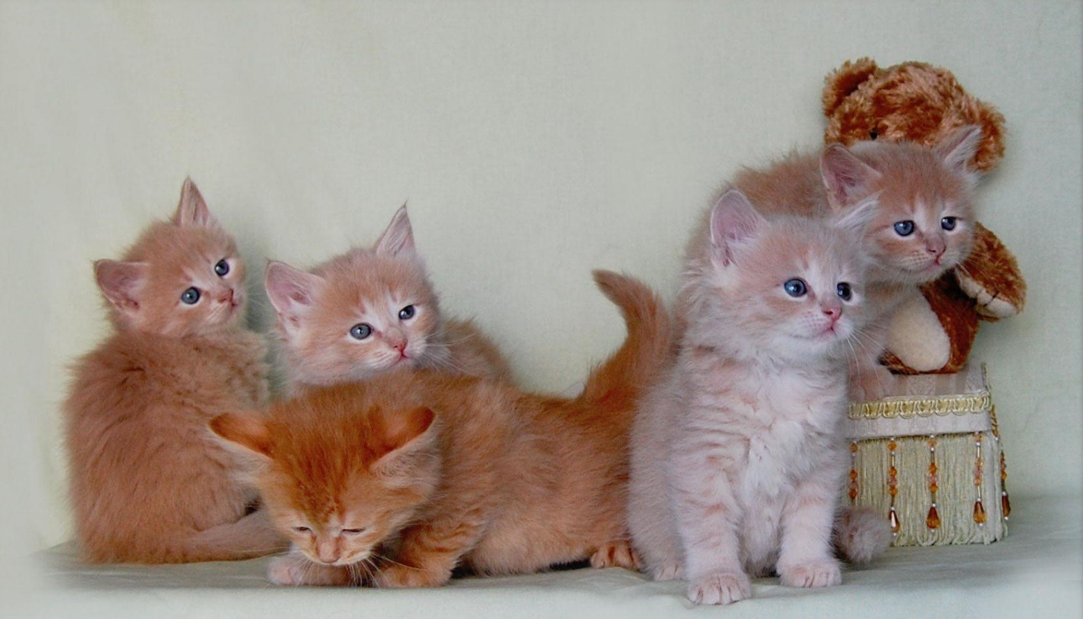 Сколько котят у рыжей кошки. Сибирская кошка котята рыжие. Рыжий котёнок. Рыжие котята разных пород. Котята рыжие породистые.