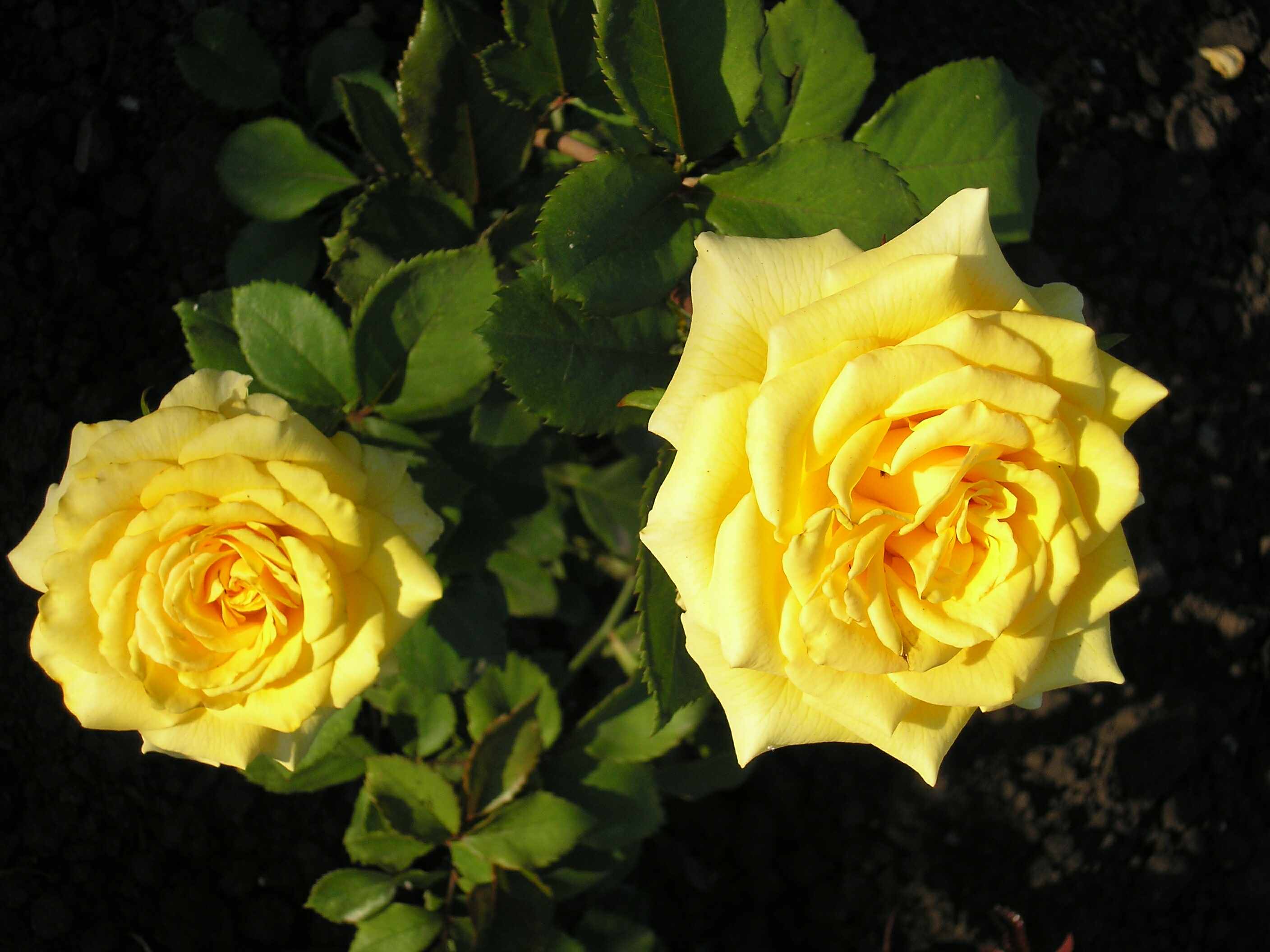 Роза леонора фото