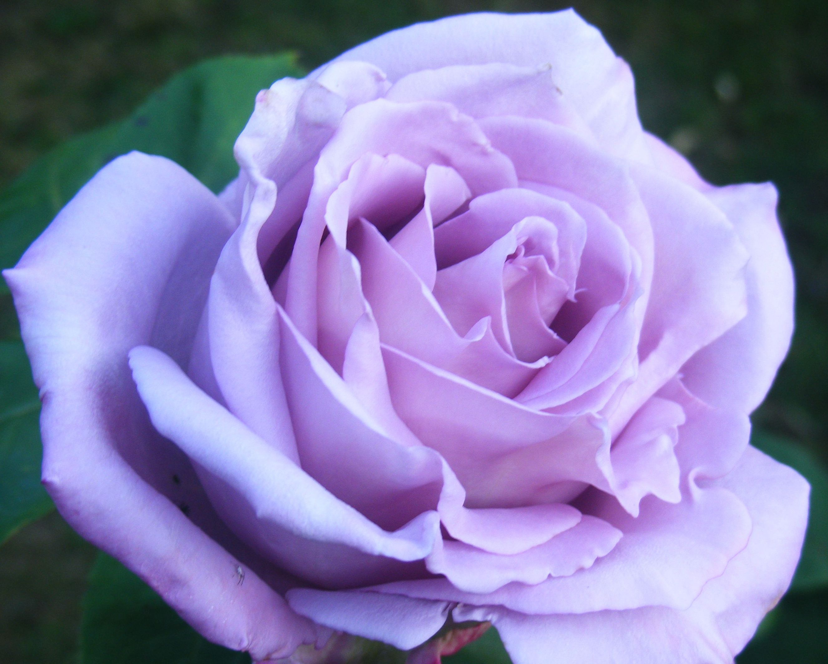 Роза чайно-гибридная голубой ни