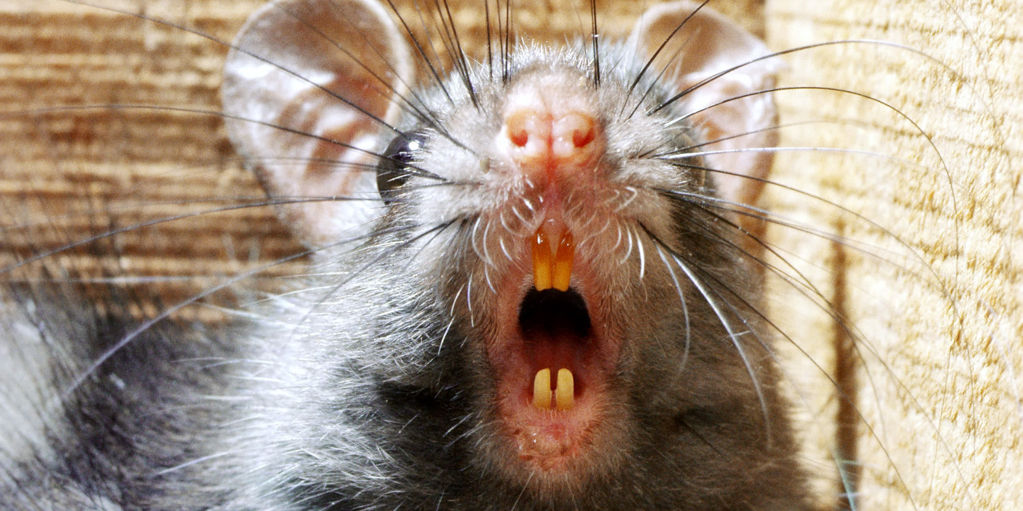 Крыса дышит ртом. Крысиная мордочка. Морда мыши.